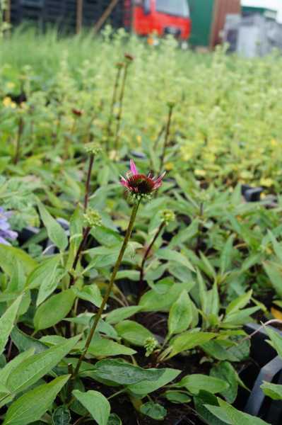 Scheinsonnenhut 'Magnus' • Echinacea purpurea 'Magnus'