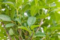 Erlenblättrige Felsenbirne 'Greatberry Aroma'® • Amelanchier alnifolia 'Greatberry Aroma'®