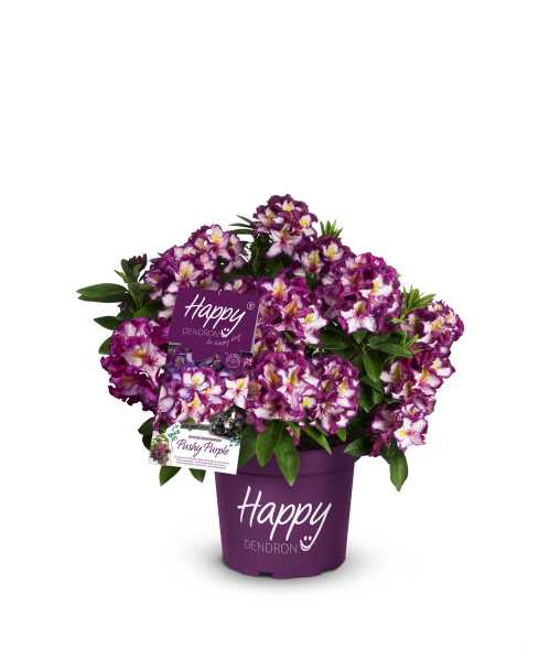 Rhododendron 'Pushy Purple'®, 'HAPPYdendron'® • Rhododendron 'Pushy Purple'®, 'HAPPYdendron'®