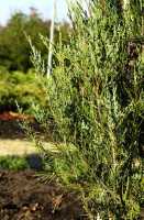 Raketenwachholder 'Skyrocket' • Juniperus scopulorum 'Skyrocket'