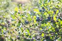 Heidelbeere / Blaubeere • Vaccinium corymbosum