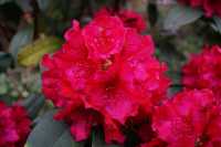 Rhododendron 'Mrs.P.den Ouden' • Rhododendron Hybride 'Mrs.P.den Ouden'