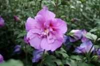 Rosen-Eibisch 'Lavender Chiffon'® • Hibiscus syriacus 'Lavender Chiffon'®
