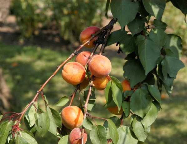 Aprikose Temperao de Villa Franca • Prunus armeniaca Temperao de Villa Franca