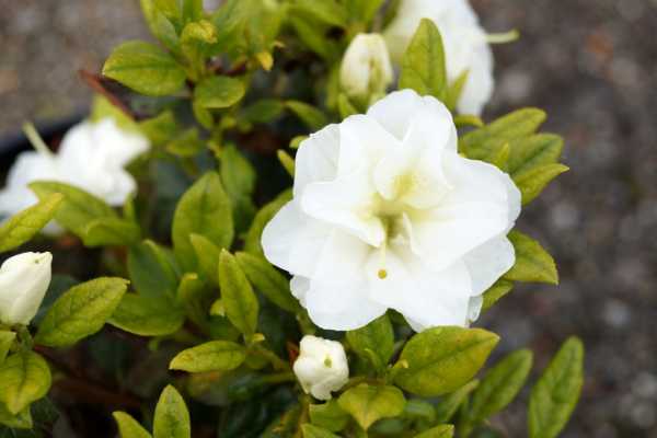 Japanische Azalee 'Schneeperle'® • Rhododendron 'Schneeperle'®