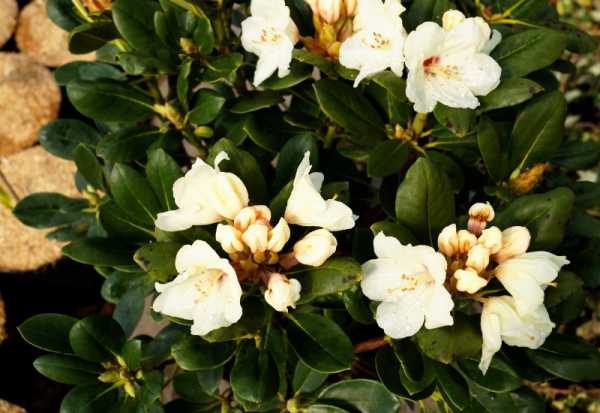 Rhododendron 'Flava' • Rhododendron yakushimanum 'Flava'