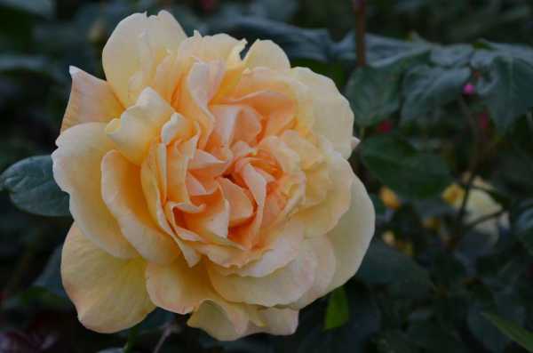 Beetrose 'Bernstein Rose'® • Rosa 'Bernstein Rose'®