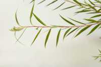 Trauerweide • Salix alba Tristis