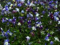 Langspornige Garten Akelei • Aquilegia caerulea Mc Kana