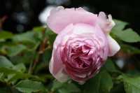 Beetrose 'Gartenträume' • Rosa 'Gartenträume'