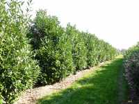 Kirschlorbeer Caucasica • Prunus laurocerasus Caucasica