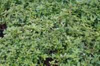Garten-Thymian Golden Dwarf • Thymus citriodorus Golden Dwarf