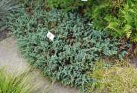 Blauer Teppichwacholder • Juniperus horizontalis Glauca