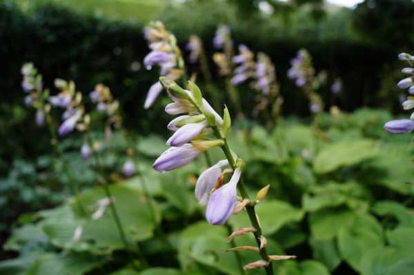 Garten-Lilien-Funkie Honeybells • Hosta plantaginea Honeybells