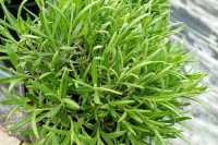 Lavendel Munstead • Lavandula angustifolia Munstead