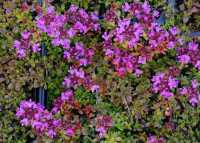 Garten Thymian Coccineus • Thymus serpyllum Coccineus