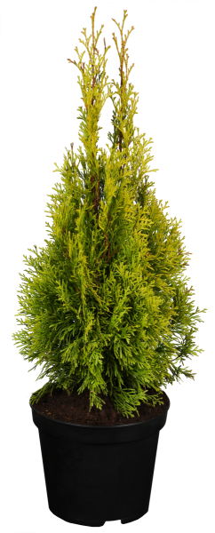 Lebensbaum 'Golden Smaragd' • Thuja occidentalis 'Golden Smaragd'
