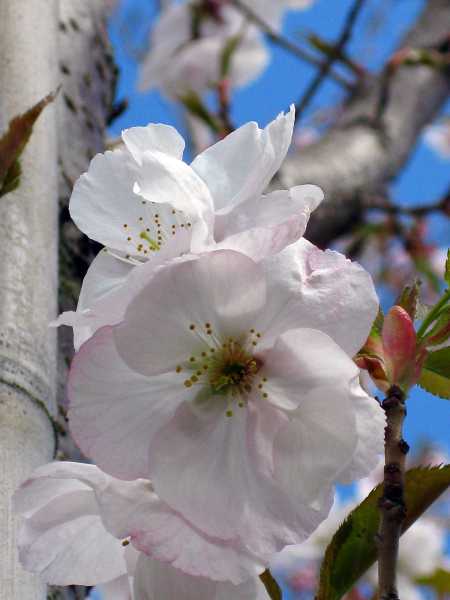 Japanische Blütenkirsche 'Sunset Boulevard' • Prunus serrulata 'Sunset Boulevard'