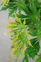 Japanischer Feuerahorn • Acer japonicum Aconitifolium