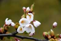 Tokio Kirsche • Prunus yedoensis