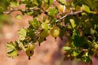 Stachelbeere 'Hinnonmäki gelb' • Ribes uva-crispa 'Hinnonmäki gelb'