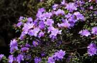 Kleinblättriger Rhododendron 'Ramapo' • Rhododendron impeditum 'Ramapo'