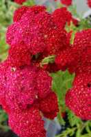 Garten Schaf Garbe • Achillea millefolium Pomegranate R