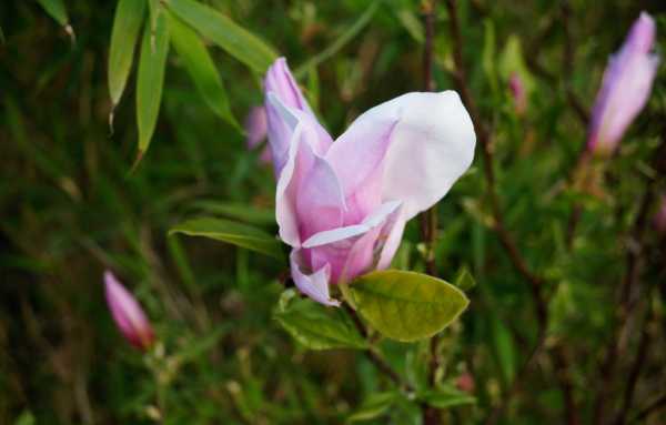 Sternmagnolie 'George Henry Kern' • Magnolia stellata 'George Henry Kern'