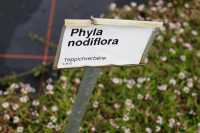 Teppichverbene • Phyla nodiflora