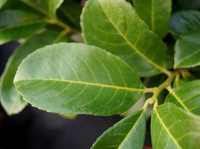 Kirschlorbeer 'Etna' • Prunus laurocerasus 'Etna'