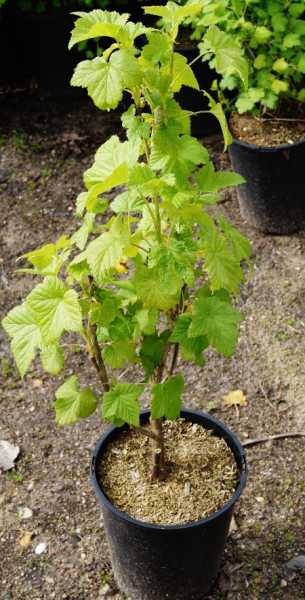 Stachelbeere 'Redeva' • Ribes uva-crispa 'Redeva'