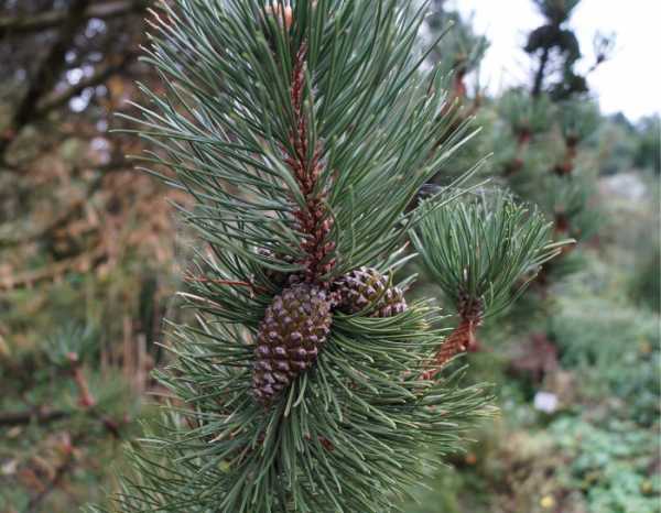 Haken-Kiefer • Pinus uncinata