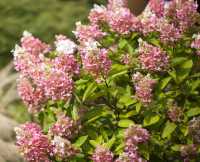 Rispenhortensie Pinky Winky® • Hydrangea paniculata Pinky Winky