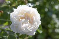 Historische Rose 'Felicite et Perpetue' • Rosa 'Felicite et Perpetue'