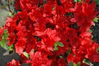 Japanische Azalee 'Hot Shot Variegated' • Rhododendron obtusum 'Hot Shot Variegated'