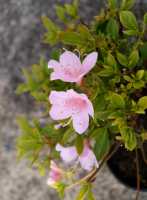Japanische Azalee 'Diamant Rosa' • Rhododendron obtusum 'Diamant Rosa'