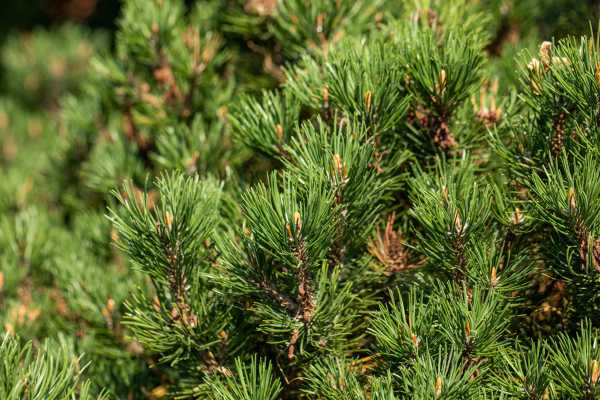 Berg-Kiefer 'Laurin' • Pinus mugo 'Laurin'