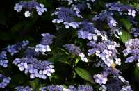 Kleinwüchs.Gartenhortensie 'Bluebird' • Hydrangea serrata 'Bluebird'