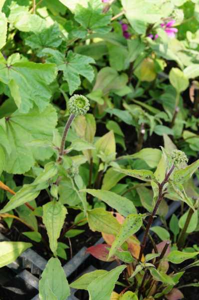 Scheinsonnenhut 'Green Envy' • Echinacea purpurea 'Green Envy'