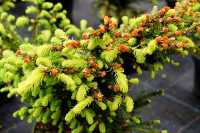 Nest-Fichte 'Nidiformis' • Picea abies 'Nidiformis'