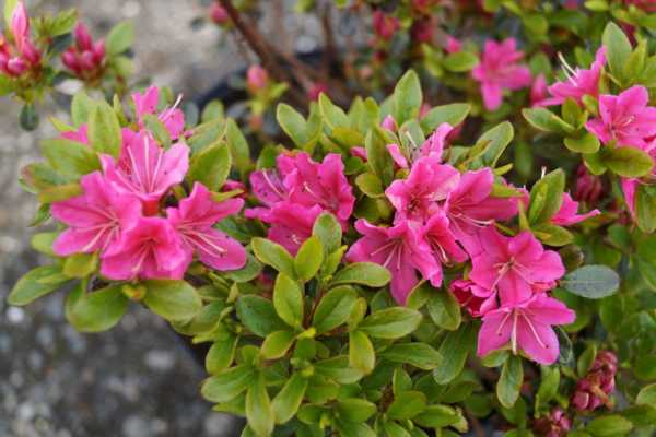 Japanische Azalee 'Diamant Rot' • Rhododendron obtusum 'Diamant Rot'