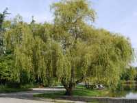 Lockenweide • Salix erythroflexuosa