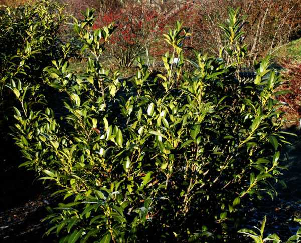 Aufrechter Kirschlorbeer • Prunus laurocerasus Herbergii