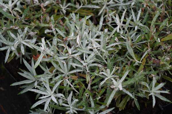 Silbriger Beifuß 'Silver Queen' • Artemisia ludoviciana 'Silver Queen'