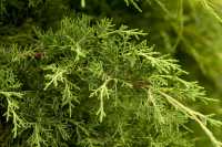 Pfitzerwacholder • Juniperus media 'Pfitzeriana'