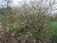 Winter-Heckenkirsche • Lonicera purpusii