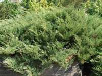 Tamarisken-Wacholder • Juniperus sabina 'Tamariscifolia'