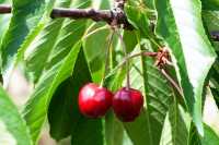 Süßkirsche Büttners rote Knorpelkirsche • Prunus avium Büttners rote Knorpelkirsche