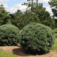 Silberkiefer • Pinus sylvestris Watereri