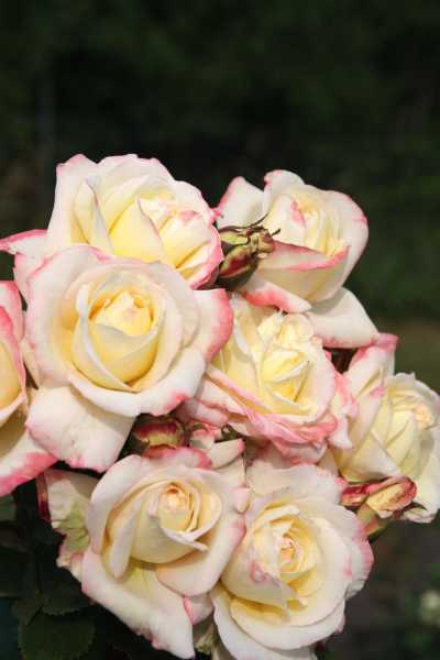 Edelrose 'Athena'® • Rosa 'Athena'®